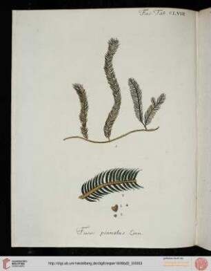 Tange (Tab. CLVIII-CLXIX)