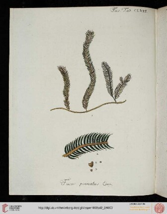 Tange (Tab. CLVIII-CLXIX)