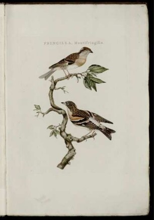 Fringilla, Montifringilla. [bis] Anas Clypeata, Foemina.