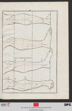 Taf. 16 [Untere Beinpartie (Proportionen; Kontur)]