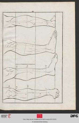 Taf. 16 [Untere Beinpartie (Proportionen; Kontur)]