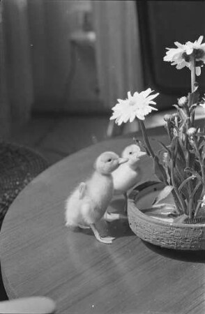 Geburt einer Ente mit vier Beinen auf einer Geflügelfarm in Mörsch.