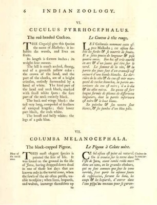 VII. Columba Melanocephala