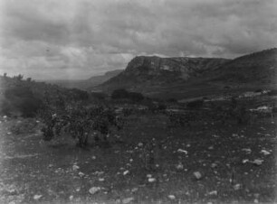 Graslandschaft in Mexiko : Steinige Graslandschaft in Mexiko mit einzelnen Bäumen.