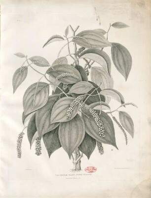 The Pepper-plant, Piper nigrum