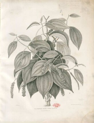 The Pepper-plant, Piper nigrum
