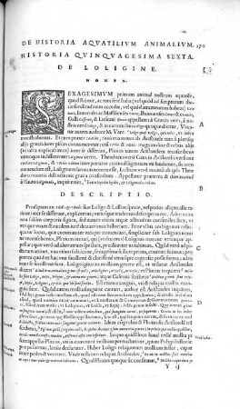 Historia Quinquagesima Sexta. De Loligine