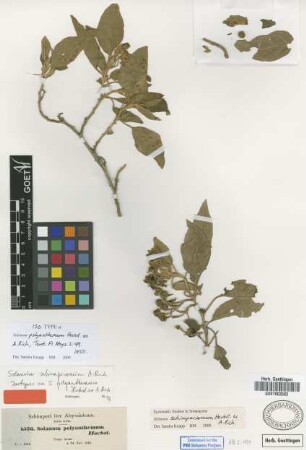 Solanum schimperianum Hochst. ex A.Rich.