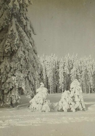 Verschneite Fichten bei Schellerhau