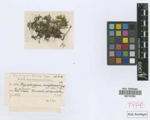 Hypopterygium semiglobosum Müll.Hal.
