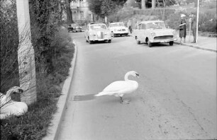 Badenweiler: Schwäne auf dem Fahrdamm