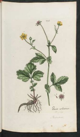 227. Geum urbanum