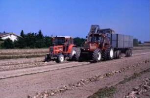 Fotografie: Ernteverfahren, Parallelverfahren, Zuckerrübe, Schwadlader, Zwillingsreifen