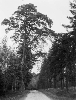 Waldweg