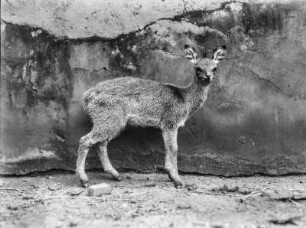 Antilope : Impala vor einer Mauer