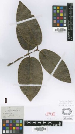 Eugenia marchiana Griseb.