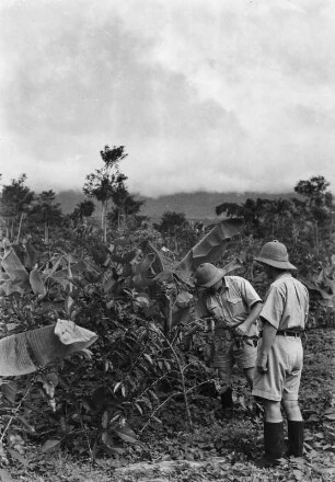 Erntepflanzen : Zwei Männer während der Begutachtung von Pflanzen auf einer Plantage.