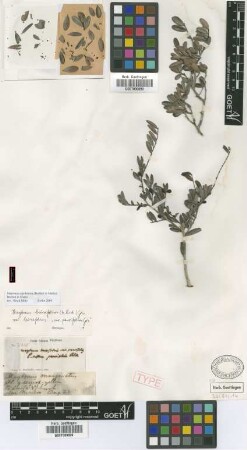 Maytenus buxifolia (A.Rich.) Griseb. var. Griseb. parvifolia[syntype]