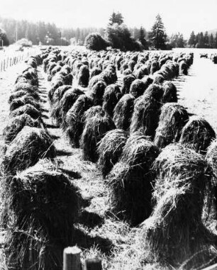 Heuernte im Allgäu