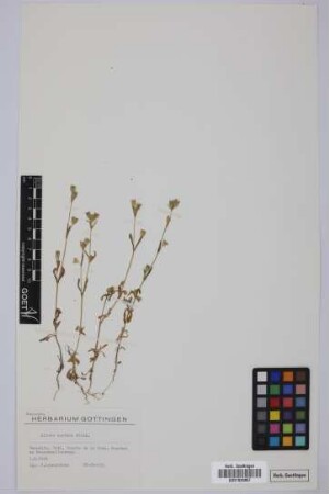 Silene apetala apetala Willd.