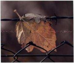 Am Zaun aufgespießtes Blatt (Altersgruppe 14-17)