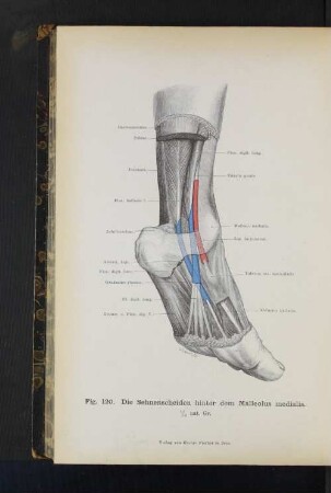Fig, 120. Die Sehnenscheiden hinter dem Malleolus medialis.