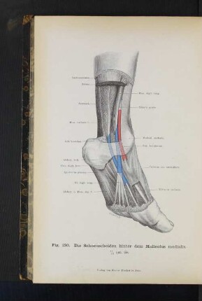 Fig, 120. Die Sehnenscheiden hinter dem Malleolus medialis.