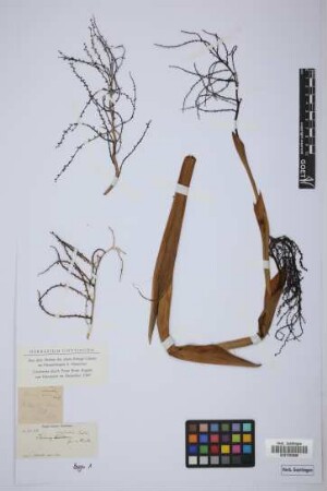 Thrinax argentea