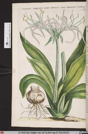 NACISSUS AMERICANUS FLORE MULTIPLICI ALBO HEXAGONO ODORATO.