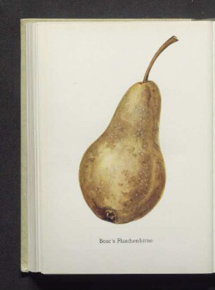 Bosc's Flaschenbirne