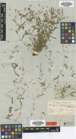 Silene chromodonta Boiss. & Heldr. [type]