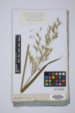 Avena sativa B nigra