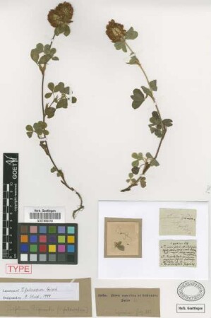 Trifolium pignantii Fauche & Chaub.