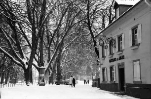 Staufen: Verschneite Platanen am Neumagen