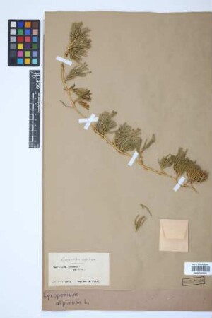 Diphasiastrum alpinum (L.) J. Holub