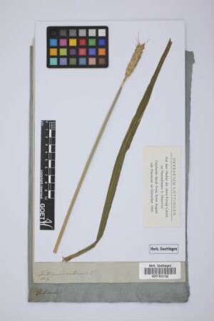 Triticum creticum L.