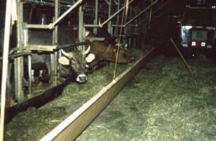 Heuvorlage in beweglichem Vorratstrog