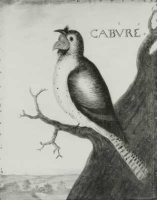 CABVRE brasilian. Schleierkauz (Strix brasiliana L.)