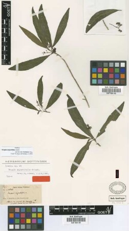 Mappia angustifolia Griseb. [type]