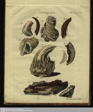 Höhlenproducte (Tab. IX, pag. 180-214)