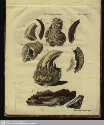 Höhlenproducte (Tab. IX, pag. 180-214)