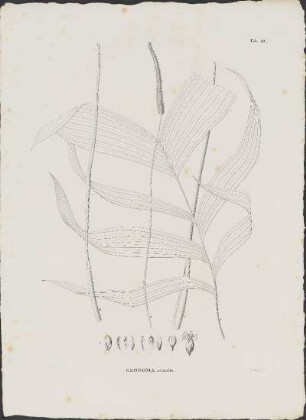 Tab. 19. Geonoma