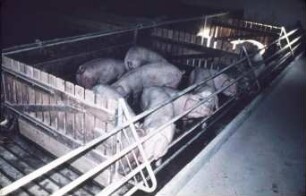 Fotografie: Mastschwein, Stallsystem, Vollspaltenboden