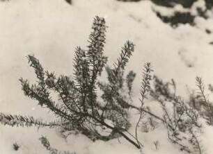 Europa. Schneeheide, auch Winterheide oder Frühlingsheidekraut genannt, (Erica carnea, Syn.: Erica herbacea)