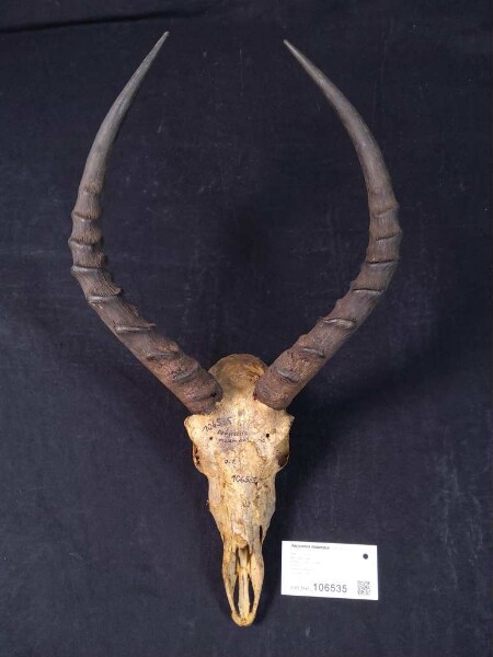 Aepyceros melampus