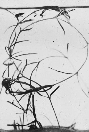 Spinnen. Wasserspinne (Argyroneta aquatica) beim Nestbau