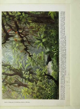 Brasilianischer Urwald in der Amazonasniederung