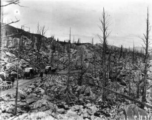 Krüppelig gewachsene Bäume : Nahe des Gipfels des Mount Wahburn krüppelig gewachsene Bäume.