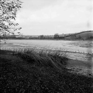 Heilshooper Teich: Fischzucht Hans Duis: Karpfenfischen: Ablassen des Teiches: vorn Schilf: links Baumäste: hinten Knicklandschaft
