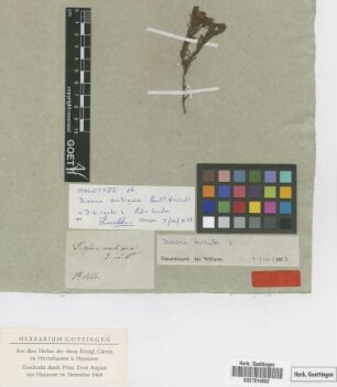 Diosma ambigua Bartl. et Wendl.